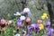 Beautiful irises in bloom in a garden