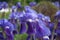 Beautiful Irises flowers, blooming in the garden, in springtime. Blue seasonal, spring flowers