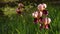 Beautiful irises moving in the wind in a famous Florence garden, Italy.