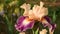 Beautiful irises moving in the wind in a famous Florence garden, Italy.