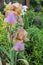 Beautiful irises and other plants grow in the garden.