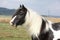 Beautiful irish cob stallion on pasturage