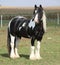 Beautiful irish cob stallion on pasturage