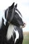 Beautiful irish cob stallion on white background