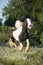 Beautiful irish cob (tinker horse) with long mane walking free i