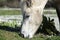 Beautiful irish pony eating