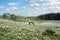 Beautiful irish pony in a field