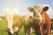 Beautiful irish rural countyside photograph with cows in a green