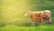 Beautiful irish rural countyside photograph with cows in a green