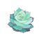 Beautiful isolated Echeveria Lola in Flat design style, vector oil-painted Succulent Stone Rose or Echeveria on white isolated