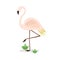 Beautiful isolated exotic pink flamingo on one leg on white background