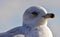 Beautiful isolated image of a cute funny gull