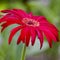 Beautiful Isolated Macro Shot of Gerbera of Gelios Sort Flower Herbera Type