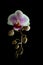 Beautiful isolated Orchid Flower emerging from darkness
