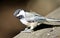 Beautiful isolated photo of a black-capped chickadee bird
