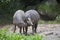 Beautiful Isolated Photo Of A Couple of Wild Pigs In The Forest
