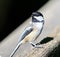 Beautiful isolated photo of a cute black-capped chickadee bird