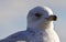 Beautiful isolated photo of a cute funny gull