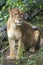 Beautiful Isolated Photo Of A Wild Lioness In The Forest