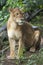 Beautiful Isolated Photo Of A Wild Lioness In The Forest