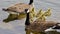 Beautiful isolated photo of a young family of Canada geese swimming