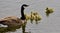 Beautiful isolated picture of a young family of Canada geese swimming in lake