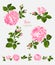 Beautiful isolated pink flowers on the white background. Set of different floral design elements