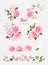 Beautiful isolated pink flowers on the white background. Set of different floral design elements