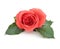 Beautiful Isolated Romantic Red Rose