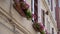 Beautiful Italian balcony with flowers