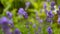 Beautiful Italian lavender on flower bed in garden