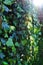 Beautiful ivy Hedera leaves with rain drops.