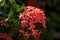 The beautiful ixora chinensis, commonly know as Chinese ixora