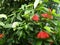 Beautiful Ixora Coccinea Tree with Flowers.