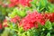 Beautiful ixora Ixora chinensis in garden, Red flowers.