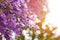 Beautiful jacaranda tree with purple flowers