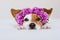Beautiful jack russell dog at home wearing a purple wreath of flowers. Springtime and lifestyle concept