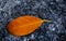 Beautiful jackfruit leaf on the ground ,plants fruit in the garden home.