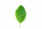 Beautiful jackfruit leaf on white background