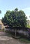 beautiful jackfruit tree in front of the house during the day