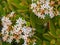 Beautiful jade flowers blooming in Costa Rica