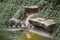 Beautiful Jaguar walking near pond.