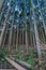 Beautiful japanese cedars and pine forest near Tanuki Lake (Tanukiko) at Tokai Nature Trail, Shizuoka prefecture