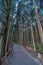 Beautiful japanese cedars and pine forest near Tanuki Lake (Tanukiko) at Tokai Nature Trail, Shizuoka prefecture