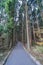 Beautiful japanese cedars and pine forest near Tanuki Lake (Tanukiko) at Tokai Nature Trail, Shizuoka prefecture