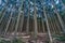 Beautiful japanese cedars and pine forest near Tanuki Lake (Tanukiko) at Tokai Nature Trail, Shizuoka prefecture