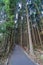 Beautiful japanese cedars and pine forest near Tanuki Lake (Tanukiko) at Tokai Nature Trail, Shizuoka prefecture, Japan.