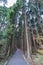 Beautiful japanese cedars and pine forest near Tanuki Lake (Tanukiko) at Tokai Nature Trail, Shizuoka prefecture, Japan.