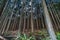 Beautiful japanese cedars and pine forest near Tanuki Lake (Tanukiko) at Tokai Nature Trail, Shizuoka prefecture, Japan.