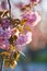 Beautiful Japanese cherry blossom with deep pink flower buds and young booming flowers. Shallow depth of field for dreamy feel